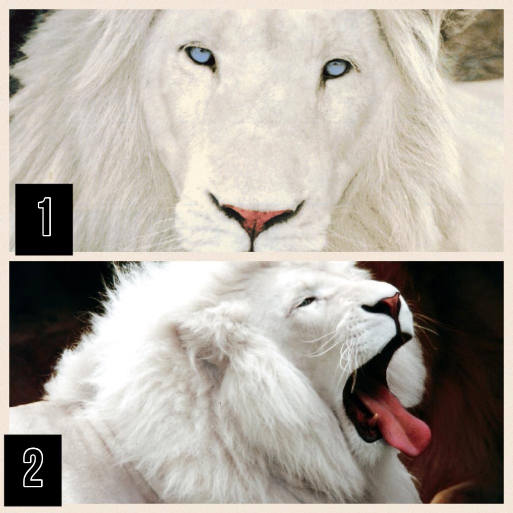 Which one would YOU think roars the most???????