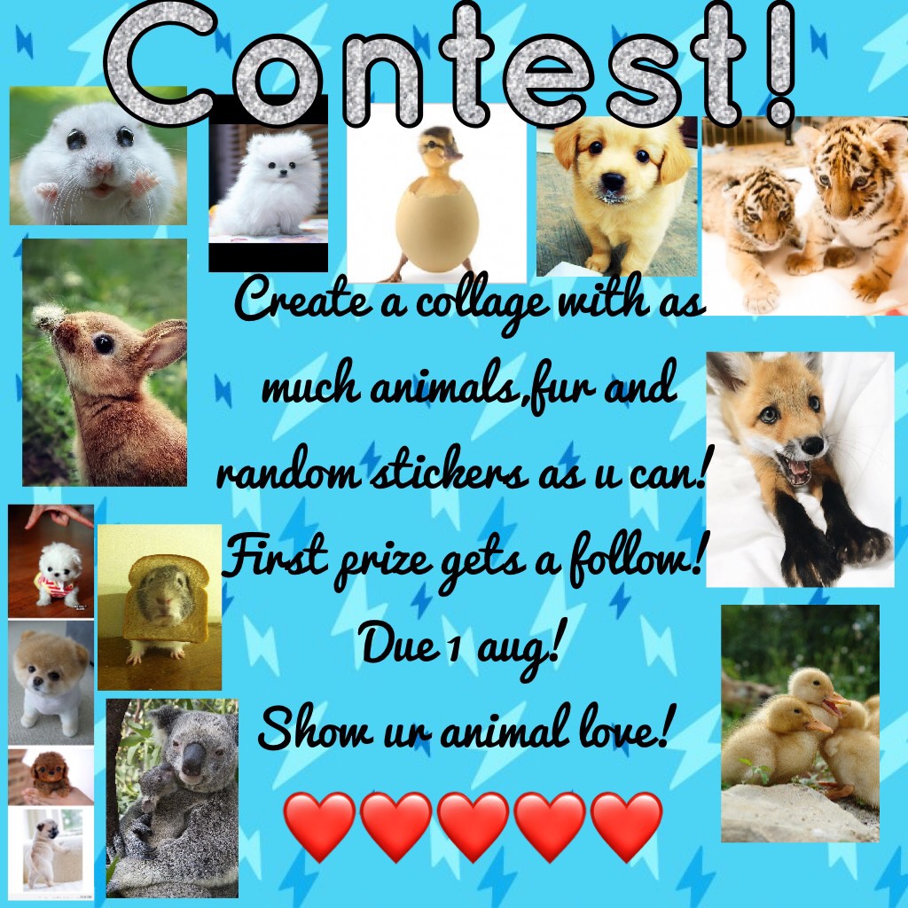 Animal Contest!