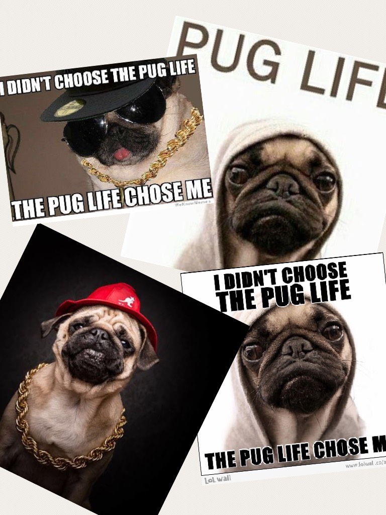 I didn’t choose the pug life the pug life chose me