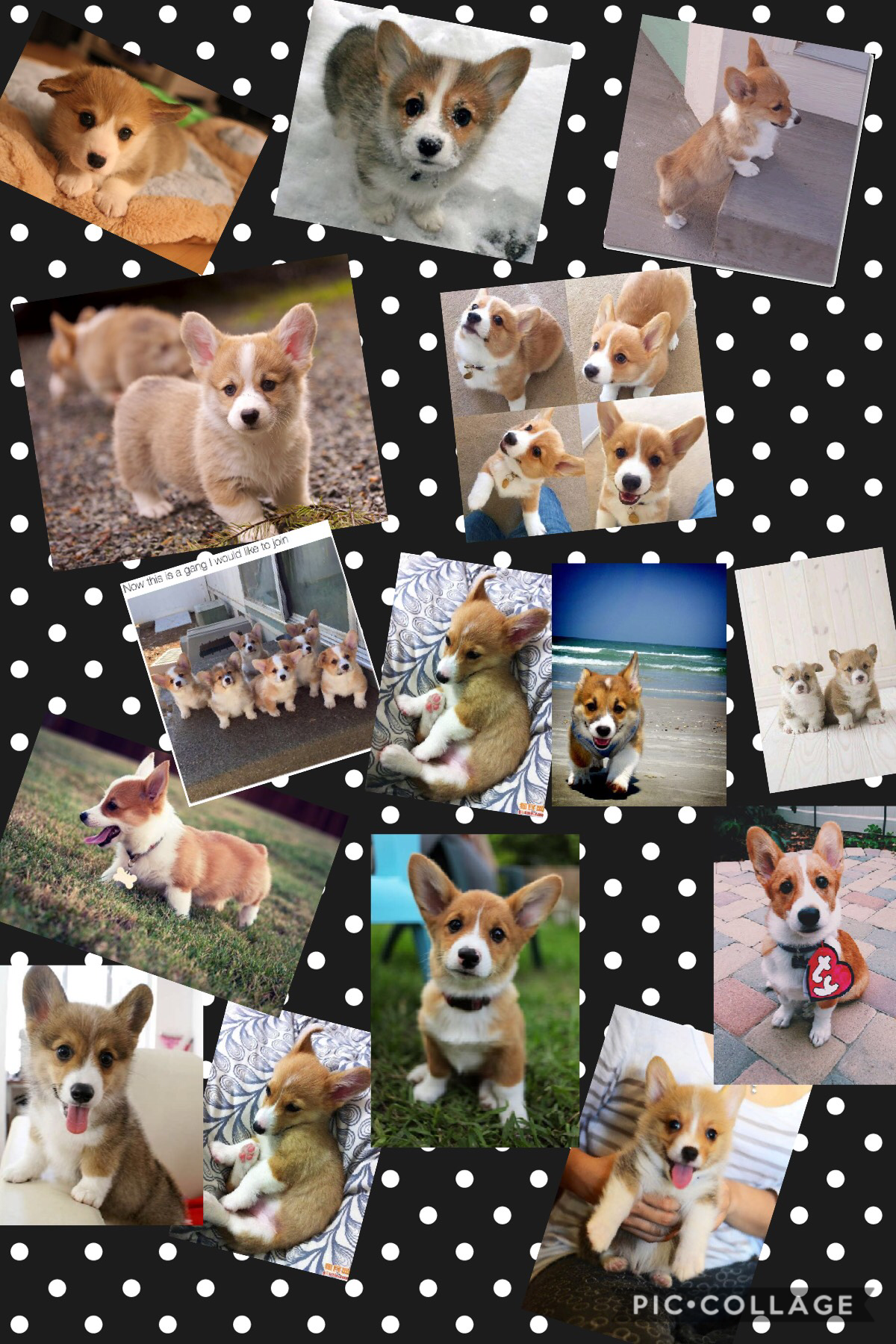 No one knows about corgis but they are adorbs 