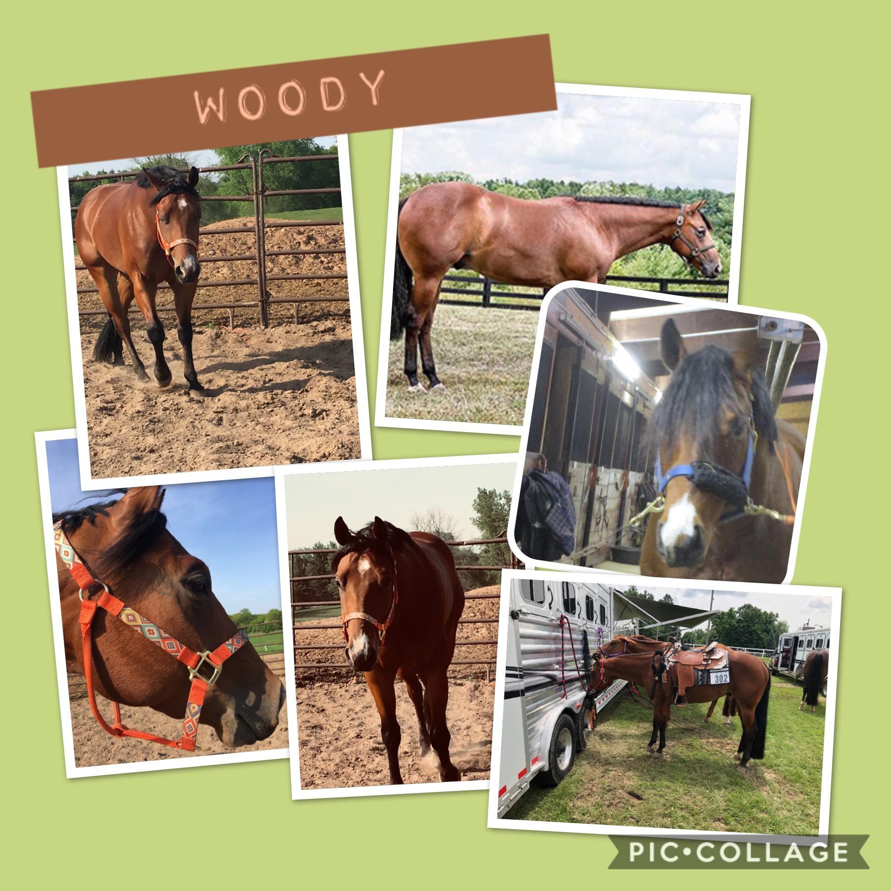 Woody is our Mom’s show horse! He is also very playful and Albert tires him out! This year is going to be his second show year❤️