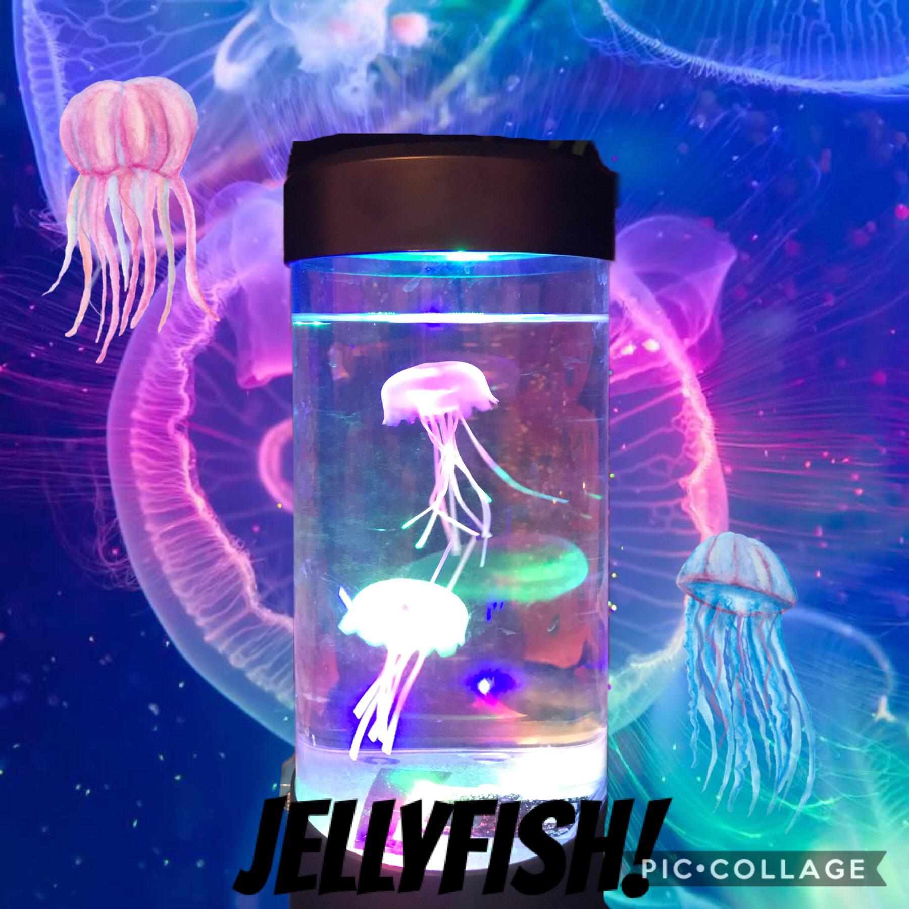 Aren’t jellyfish so beautiful?