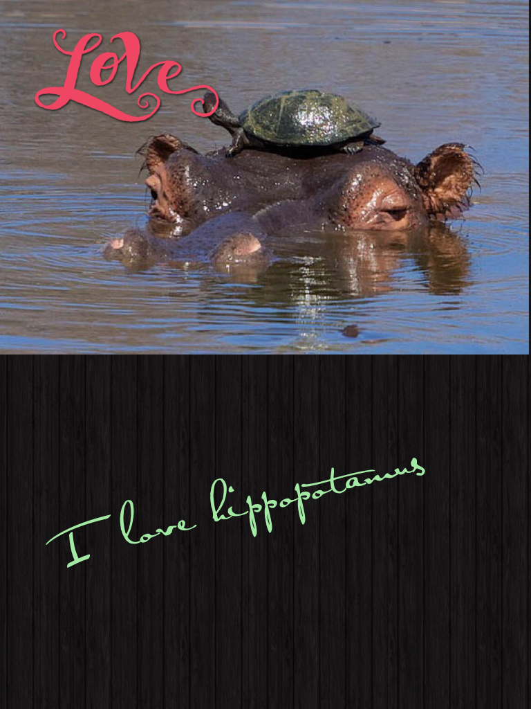 I love hippopotamus 