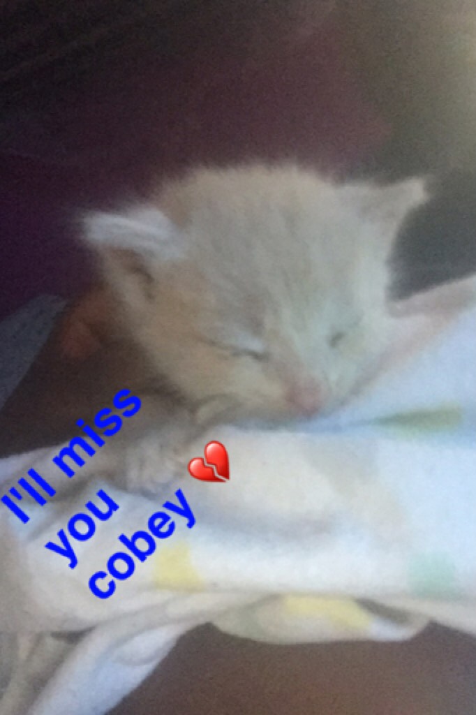 My kitten died 💔