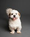 Small white dog looking at the camera against a black background
