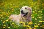 Golden retriever panting in a sunny field of yellow dandelions
